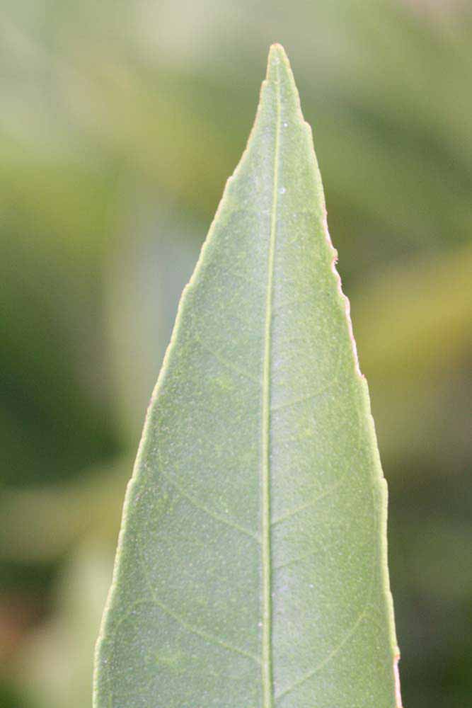              Margin (Riverside, CA)       